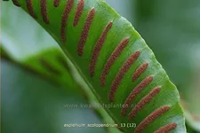Asplenium scolopendrium