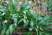 Asplenium scolopendrium