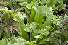 Asplenium scolopendrium 'Cristatum'