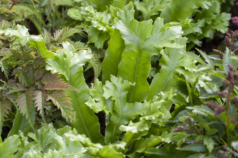 Asplenium scolopendrium 'Cristatum'