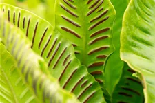 Asplenium scolopendrium