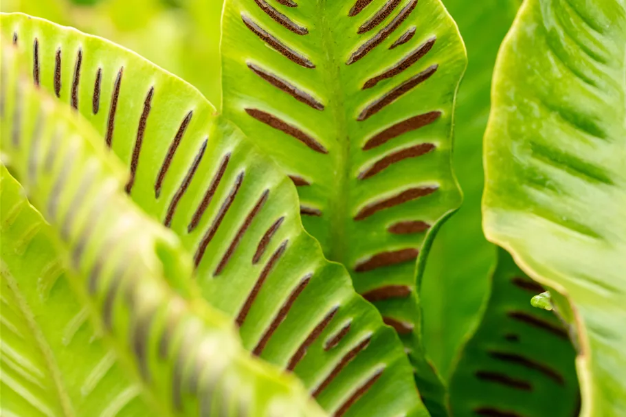 Asplenium scolopendrium