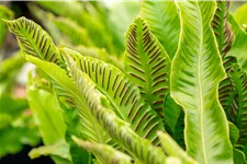 Asplenium scolopendrium