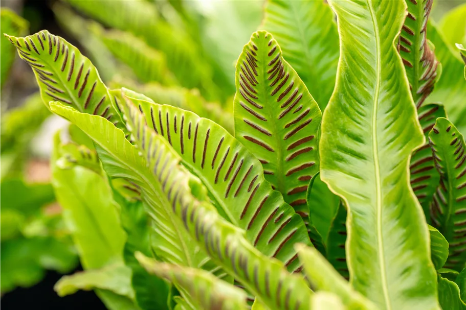 Asplenium scolopendrium