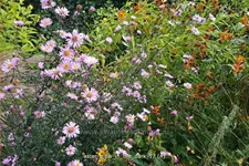 Aster laevis 'Glow in the Dark'