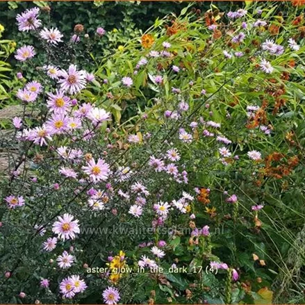 Aster laevis 'Glow in the Dark'
