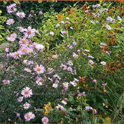 Aster laevis 'Glow in the Dark'