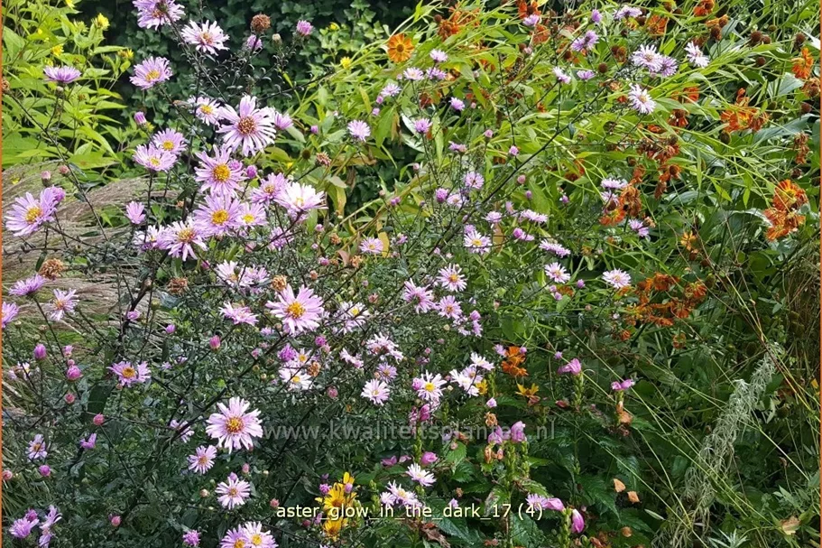 Aster laevis 'Glow in the Dark'