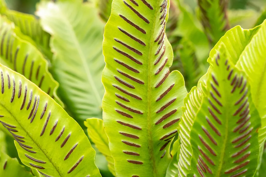 Asplenium scolopendrium