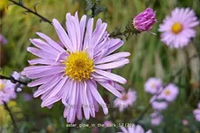 Aster laevis 'Glow in the Dark'