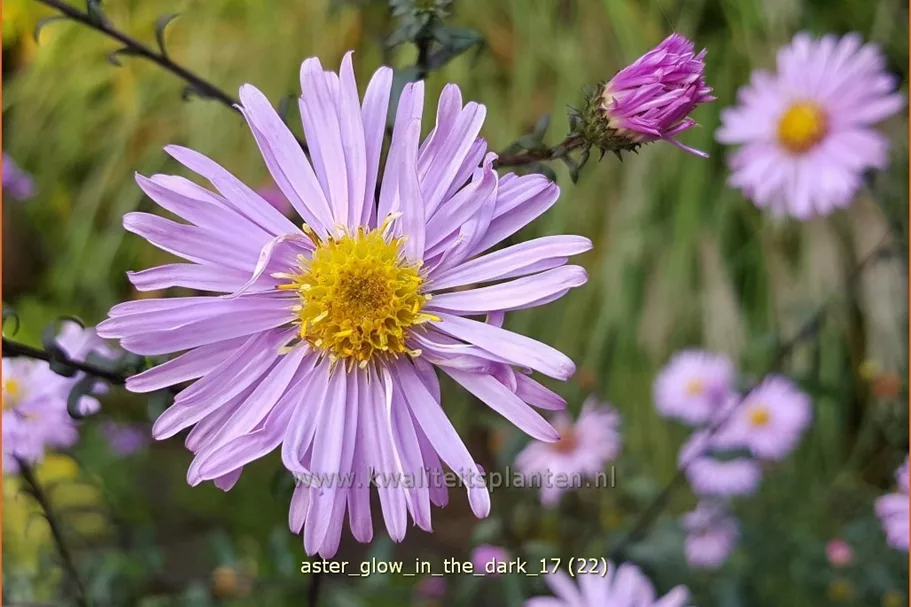 Aster laevis 'Glow in the Dark'