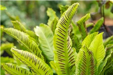 Asplenium scolopendrium
