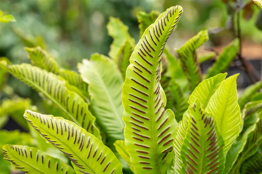 Asplenium scolopendrium