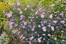 Aster laevis 'Glow in the Dark'