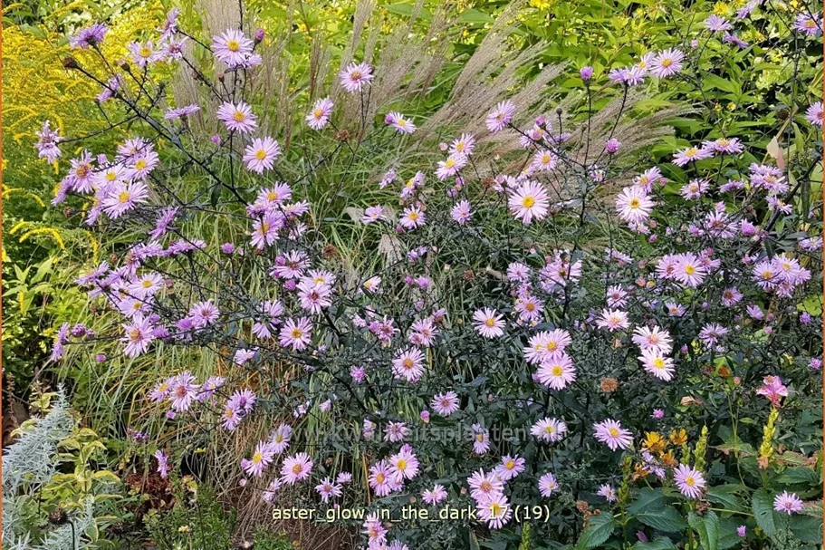 Aster laevis 'Glow in the Dark'