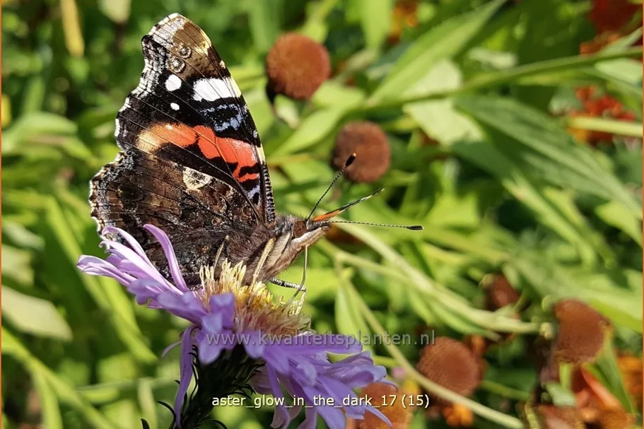Aster laevis 'Glow in the Dark'