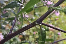 Aster laevis 'Glow in the Dark'