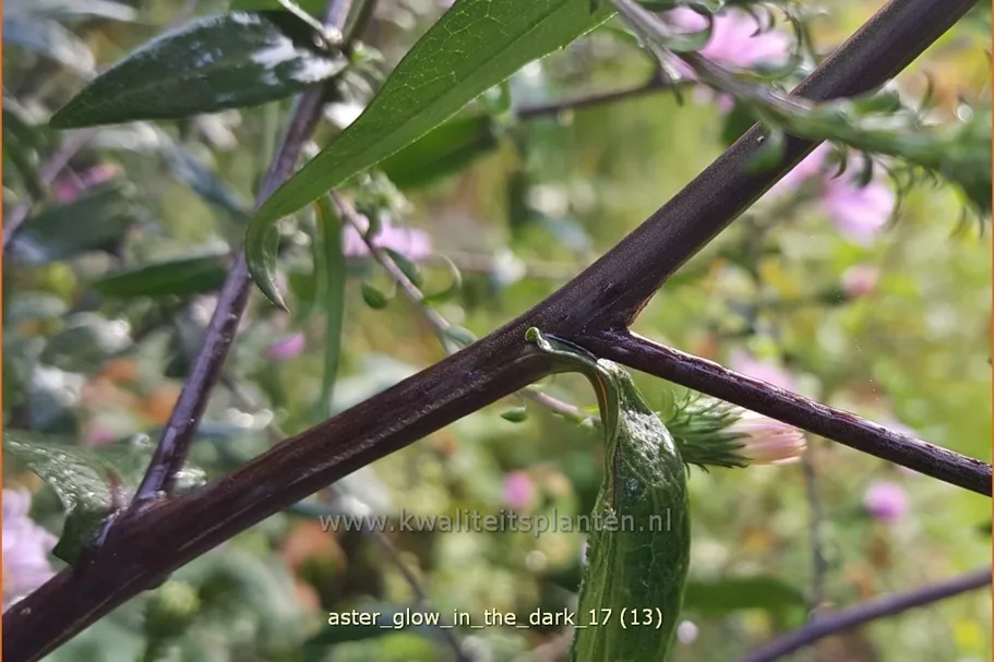 Aster laevis 'Glow in the Dark'