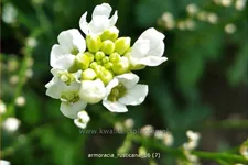 Armoracia rusticana