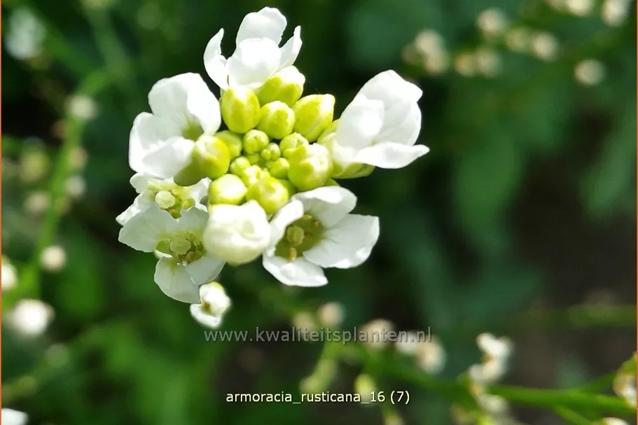 Armoracia rusticana