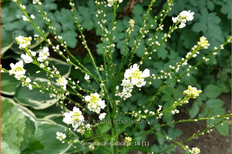 Armoracia rusticana