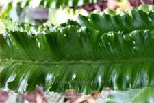 Asplenium scolopendrium 'Angustifolia'