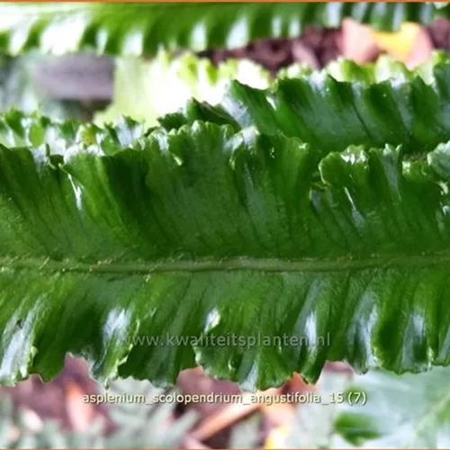 Asplenium scolopendrium 'Angustifolia'