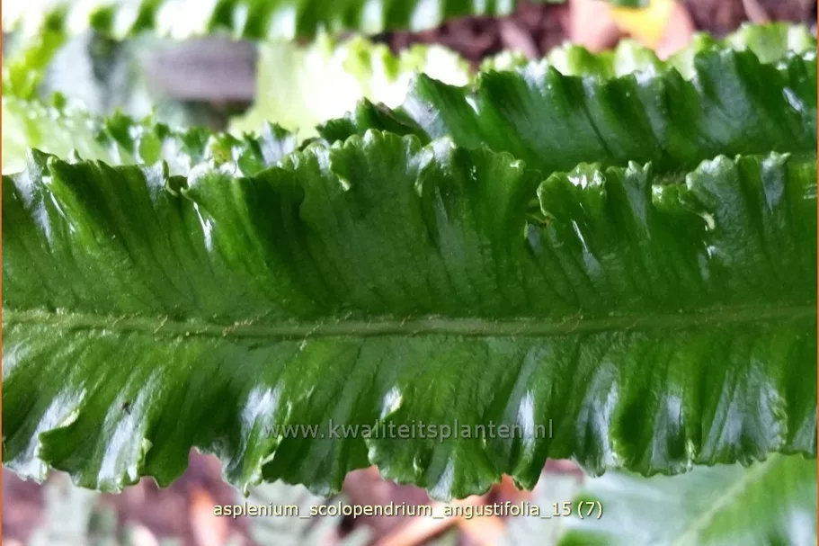 Asplenium scolopendrium 'Angustifolia'
