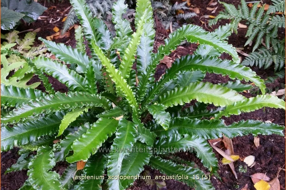Asplenium scolopendrium 'Angustifolia'