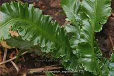 Asplenium scolopendrium 'Angustifolia'