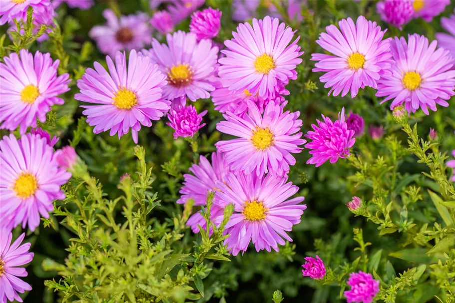 Aster dumosus 'Herbstgruß vom Bresserhof'