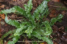 Asplenium scolopendrium 'Angustifolia'
