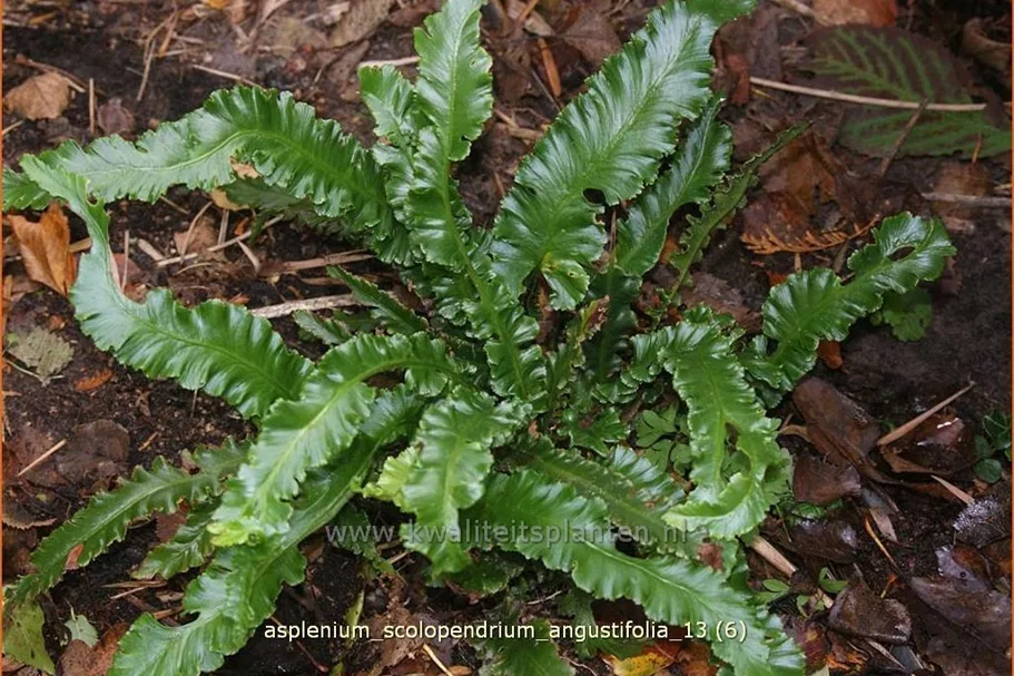 Asplenium scolopendrium 'Angustifolia'