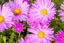 Aster dumosus 'Herbstgruß vom Bresserhof'