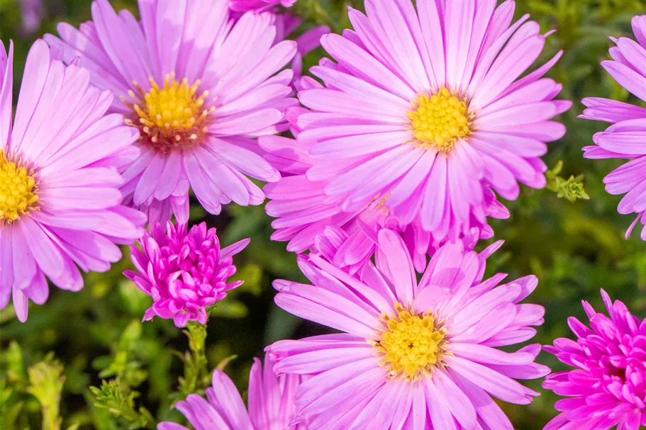 Aster dumosus 'Herbstgruß vom Bresserhof'