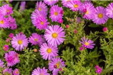 Aster dumosus 'Herbstgruß vom Bresserhof'