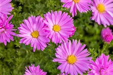 Aster dumosus 'Herbstgruß vom Bresserhof'