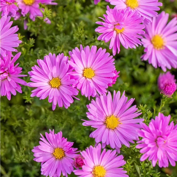 Aster dumosus 'Herbstgruß vom Bresserhof'
