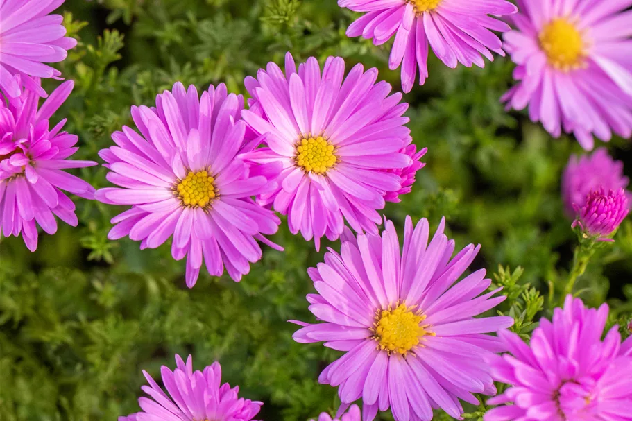 Aster dumosus 'Herbstgruß vom Bresserhof'