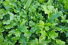 Asplenium scolopendrium 'Cristatum'