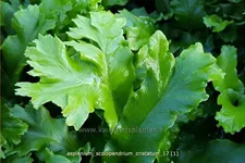 Asplenium scolopendrium 'Cristatum'