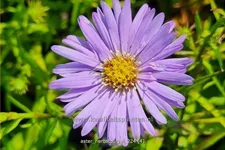 Aster dumosus 'Herbstpurzel'