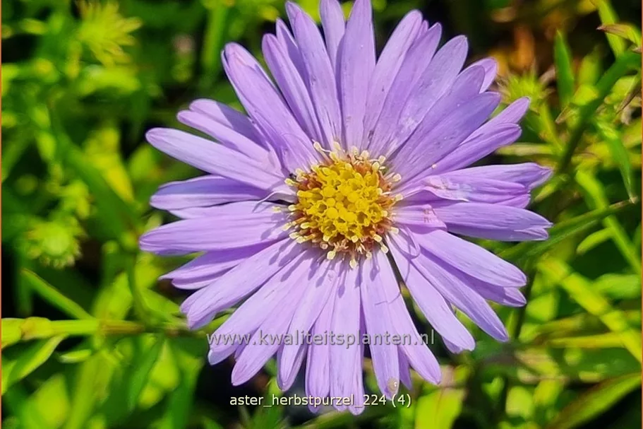 Aster dumosus 'Herbstpurzel'