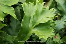 Asplenium scolopendrium 'Cristatum'