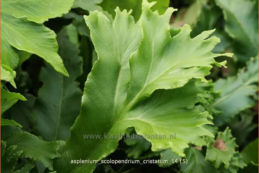 Asplenium scolopendrium 'Cristatum'
