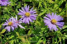 Aster dumosus 'Herbstpurzel'