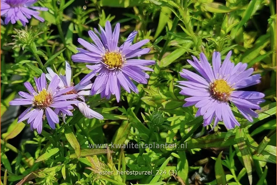 Aster dumosus 'Herbstpurzel'