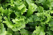 Asplenium scolopendrium 'Cristatum'