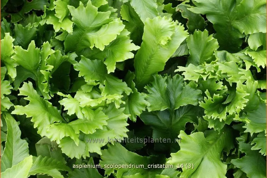 Asplenium scolopendrium 'Cristatum'