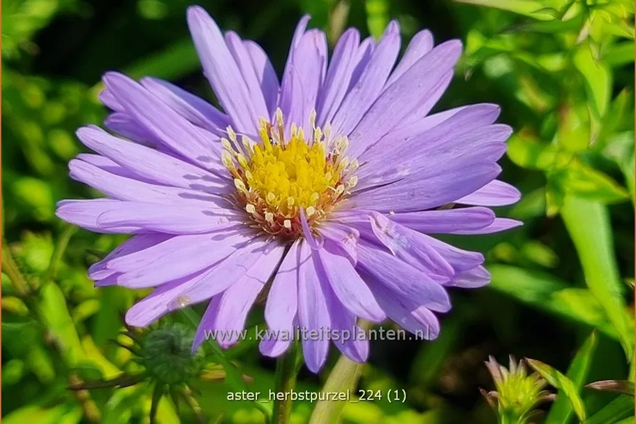 Aster dumosus 'Herbstpurzel'
